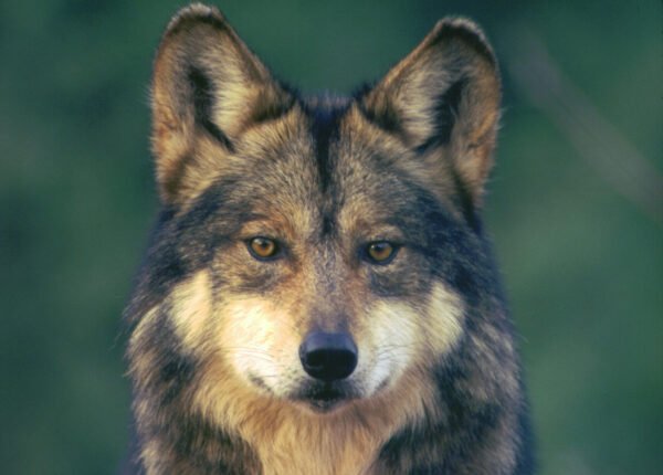 Opinion: When Protecting Nature Becomes an Afterthought